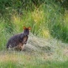 Klokan rudoboky - Thylogale billardierii - Tasmanian Pademelon o1311522